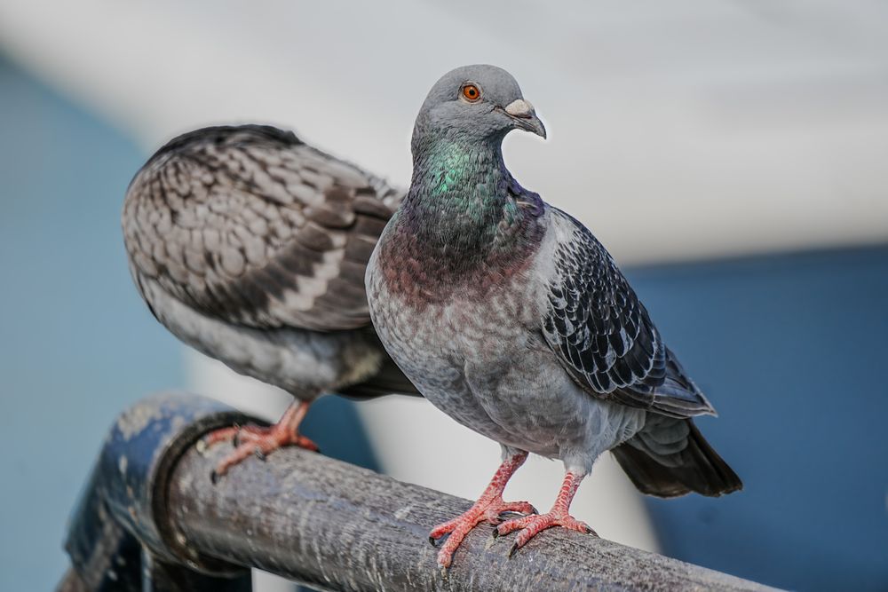 寄り添う2羽の鳩