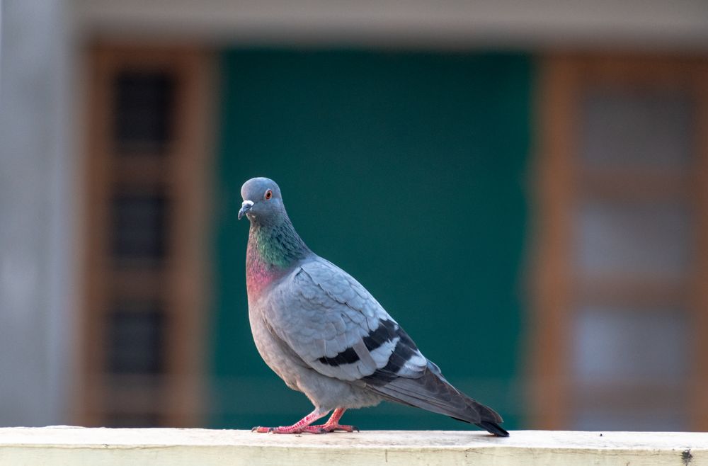 店内で暮らす鳩